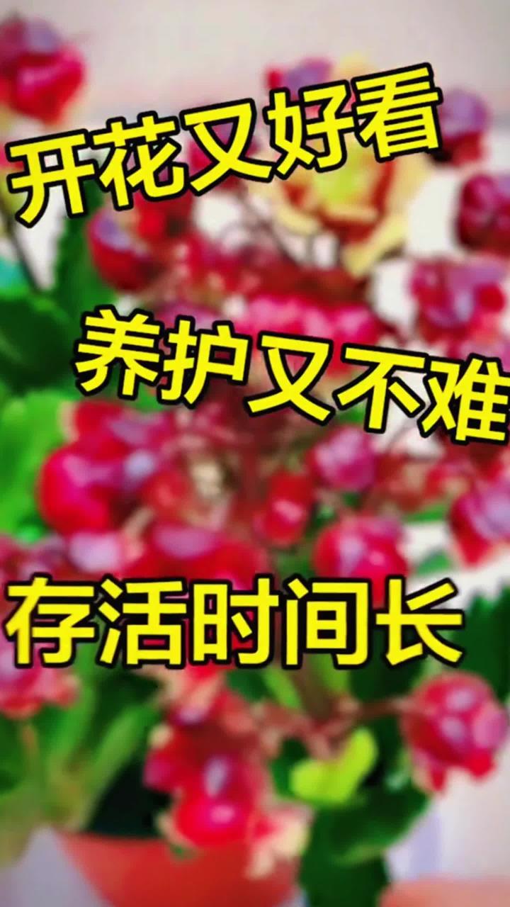宫灯长寿花,健康长寿,大吉大利,你也养一盆吧