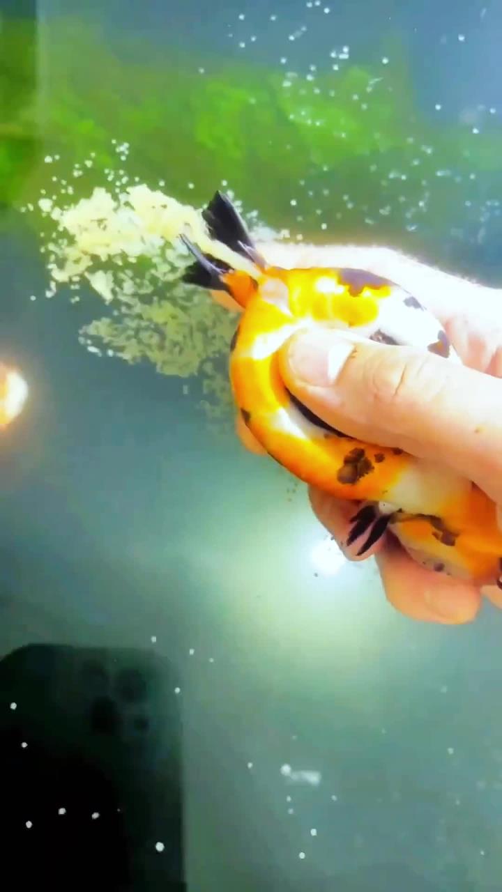 兰寿金鱼养殖繁殖技术分享,手法很重要,不能太大劲,慢慢往前推