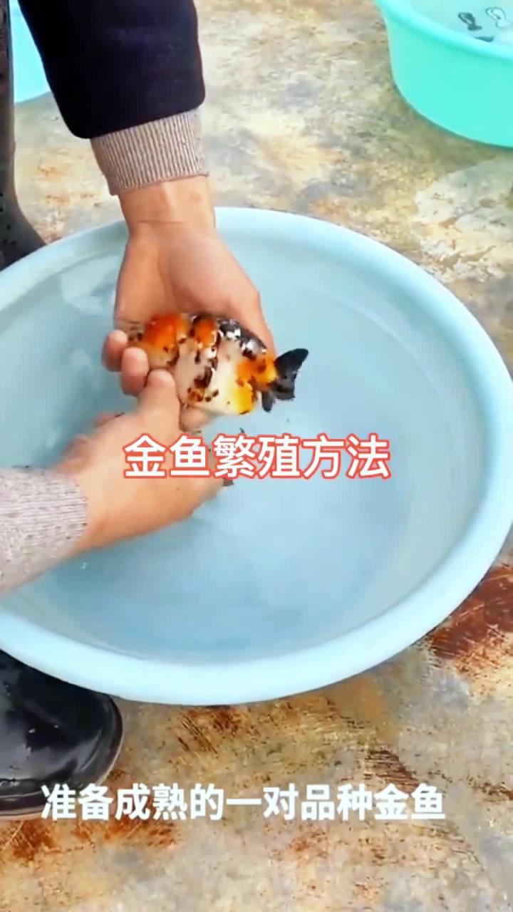 金鱼的配对方式教学,想要你的金鱼生宝宝吗