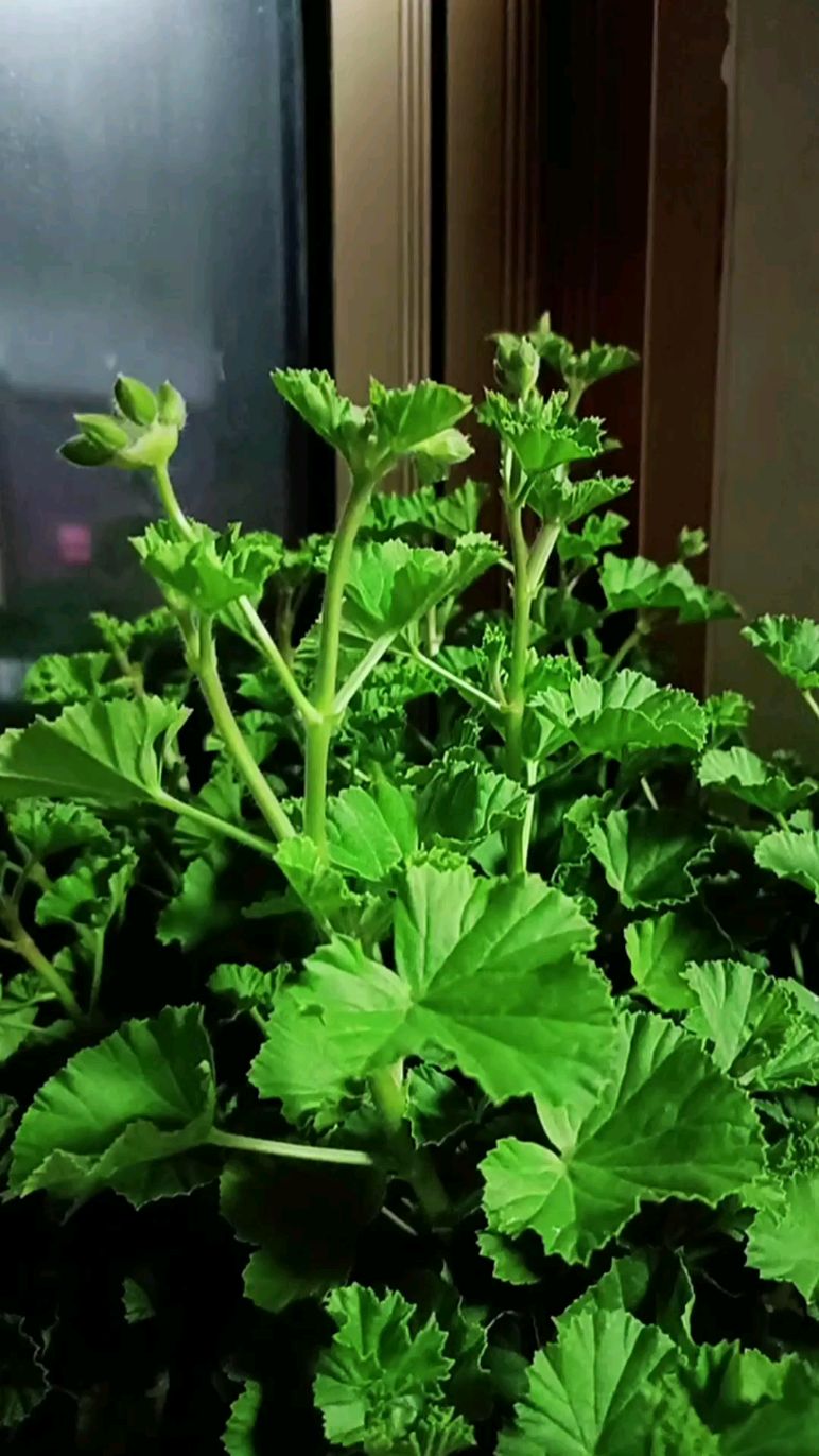 天竺葵最佳的生长温度为10~20度