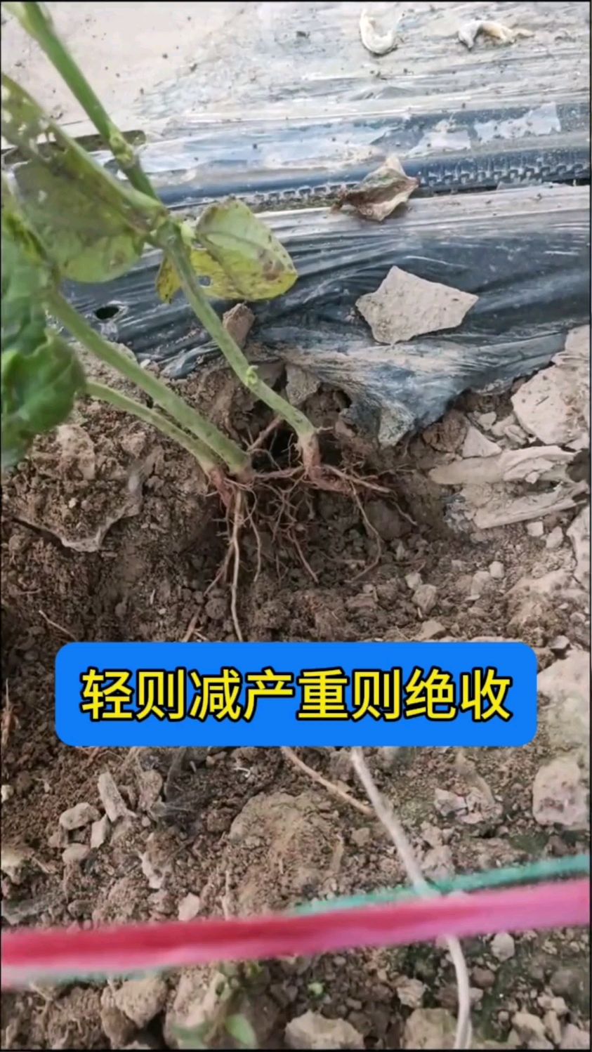 豆角根腐病红根病就用林小根生根组合