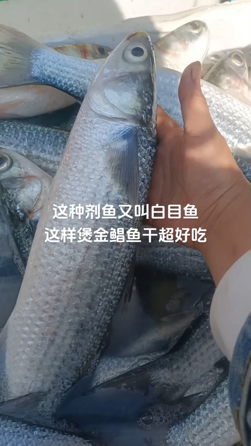 这种鱼我们湛江人叫剂鱼煲金昌鱼干五花肉超好吃 有鲜鱼的鲜味又有鱼干的香味特别下饭