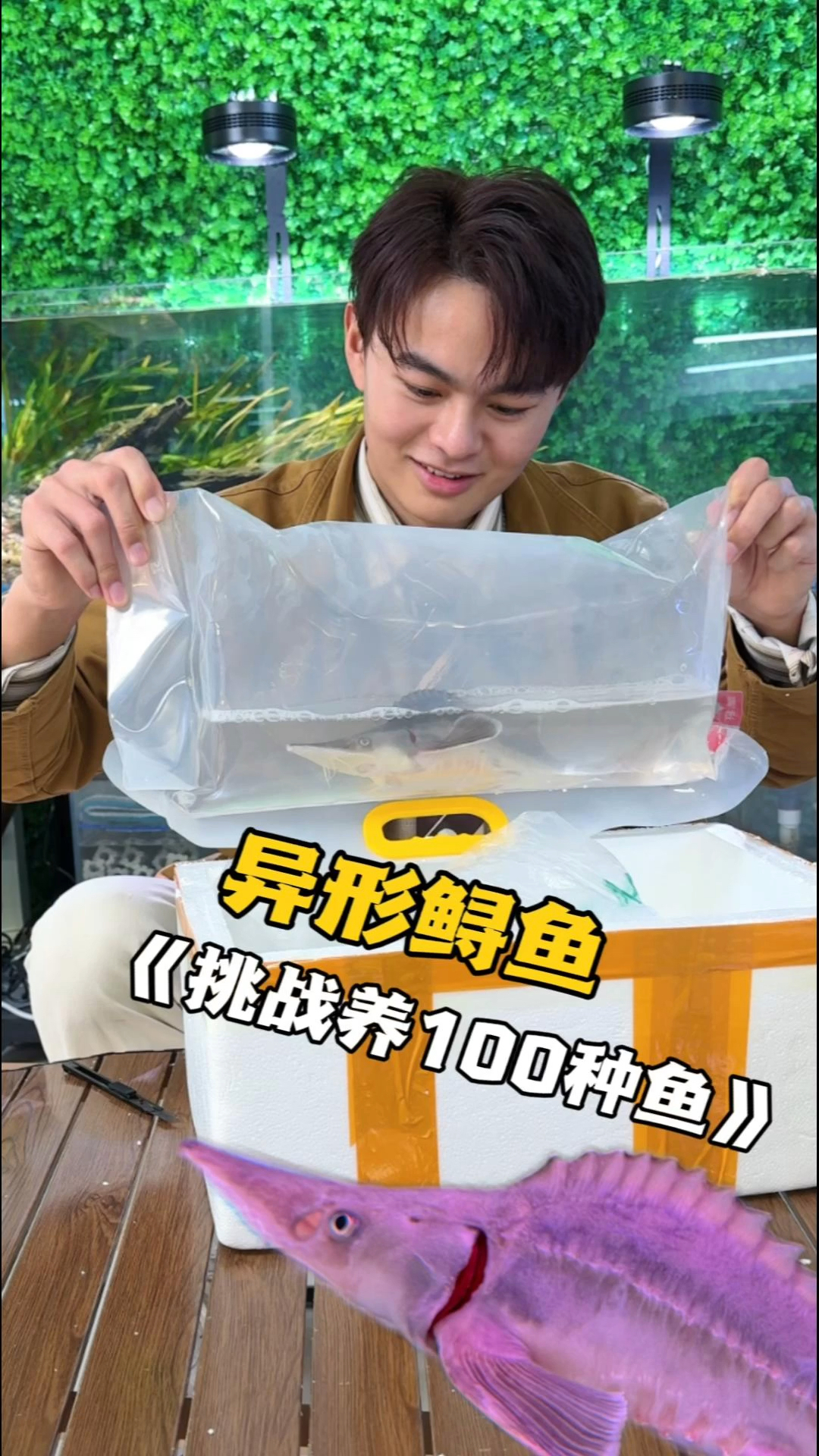 终于养鲟鱼啦,普通的鲟鱼你们都见过,但异形鲟鱼你们见过没