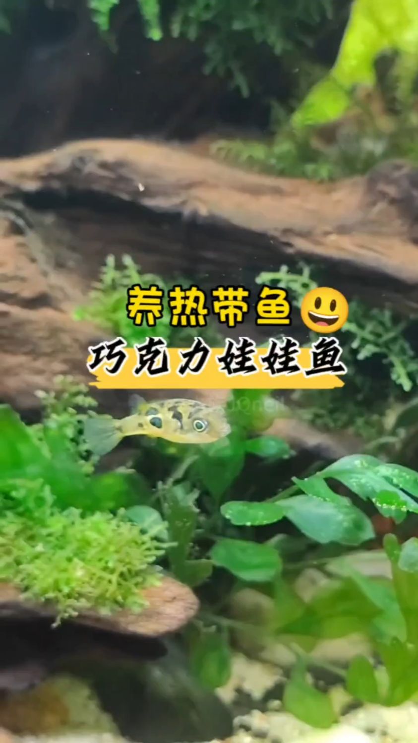 养热带鱼 巧克力娃娃鱼