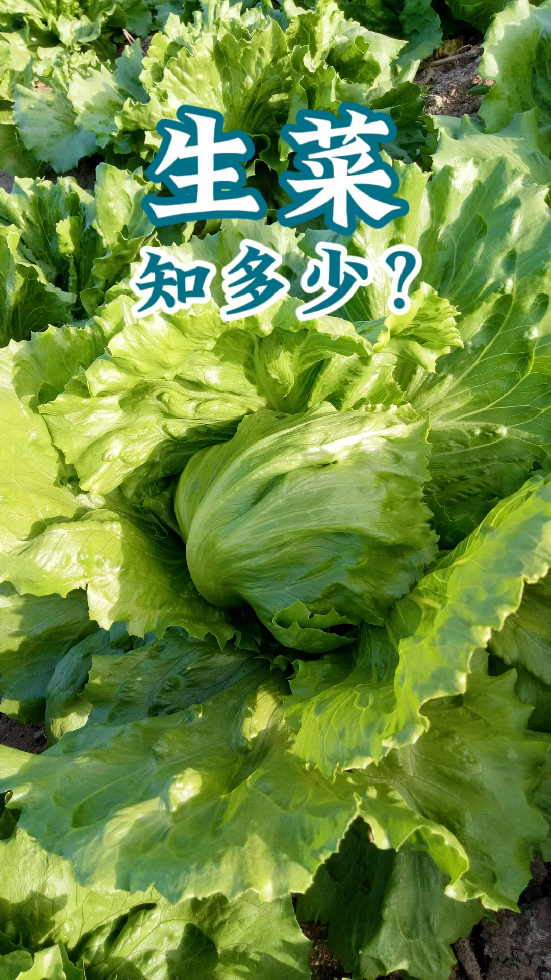 原来莴笋、油麦菜、生菜、贡菜都是同一个品种。生菜你们爱吃吗,它农残高不高?