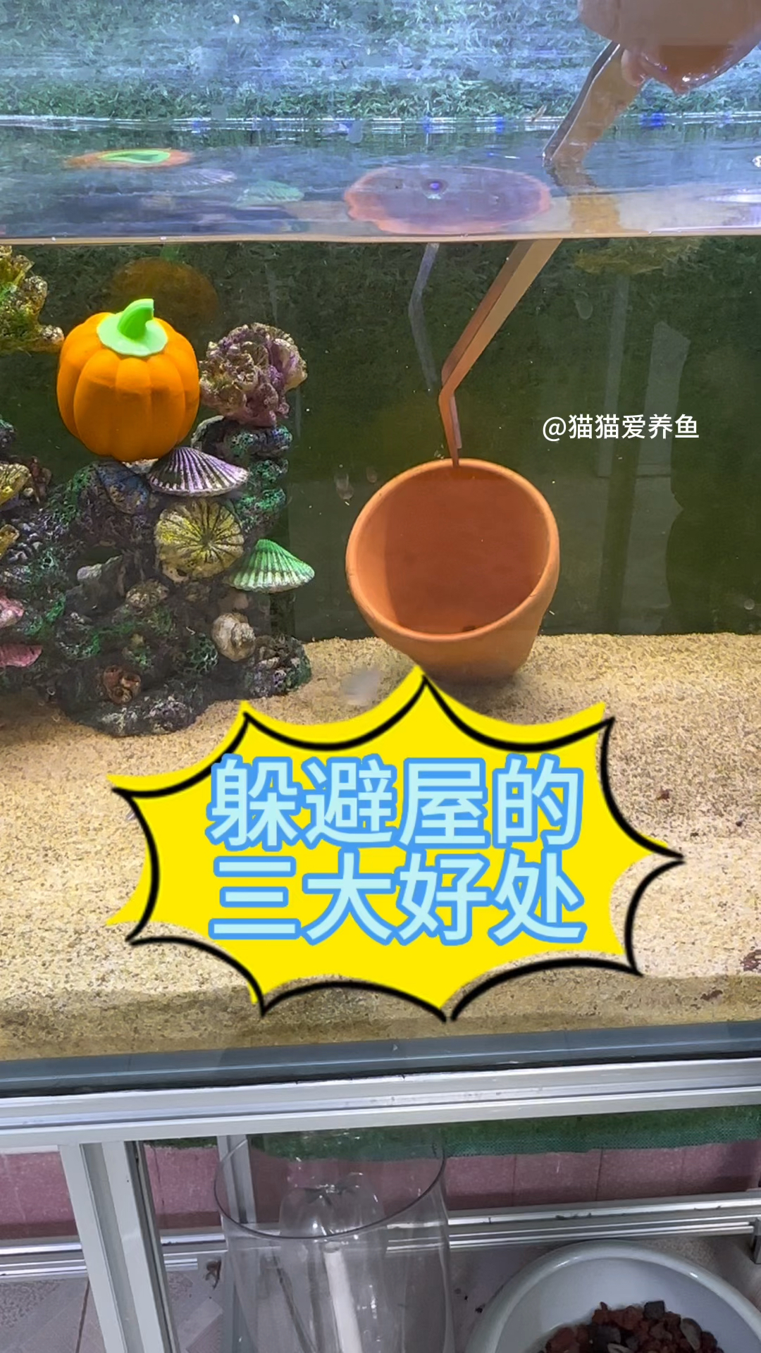 你会给鱼缸放躲避屋吗?其实它有三大好处,合适的时候不妨放个试试