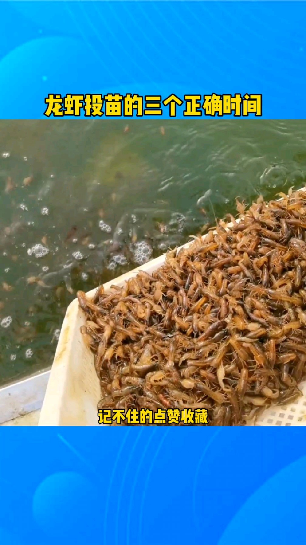 龙虾投苗千万不要错过这三个时间