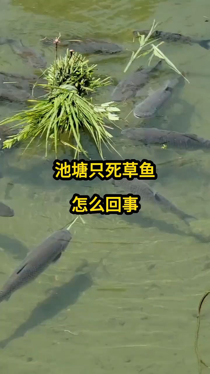 为什么鱼塘就草鱼死