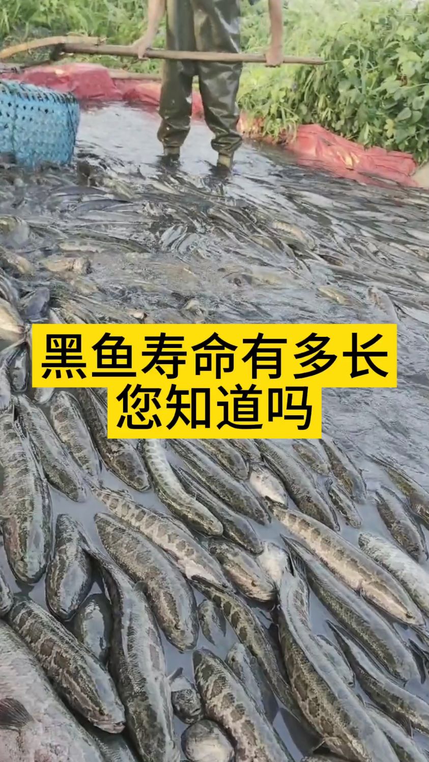 黑鱼寿命有多长您知道吗