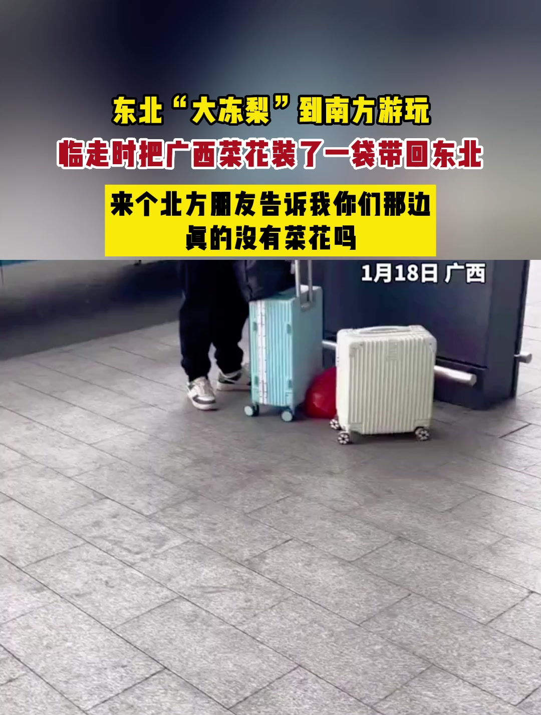 东北“大冻梨”到南方游玩,临走时把广西菜花装了一袋带回东北