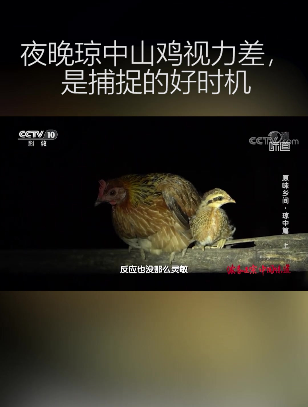 琼中山鸡安家技术高,晚上视力差反应慢,摸黑抓鸡才能成功