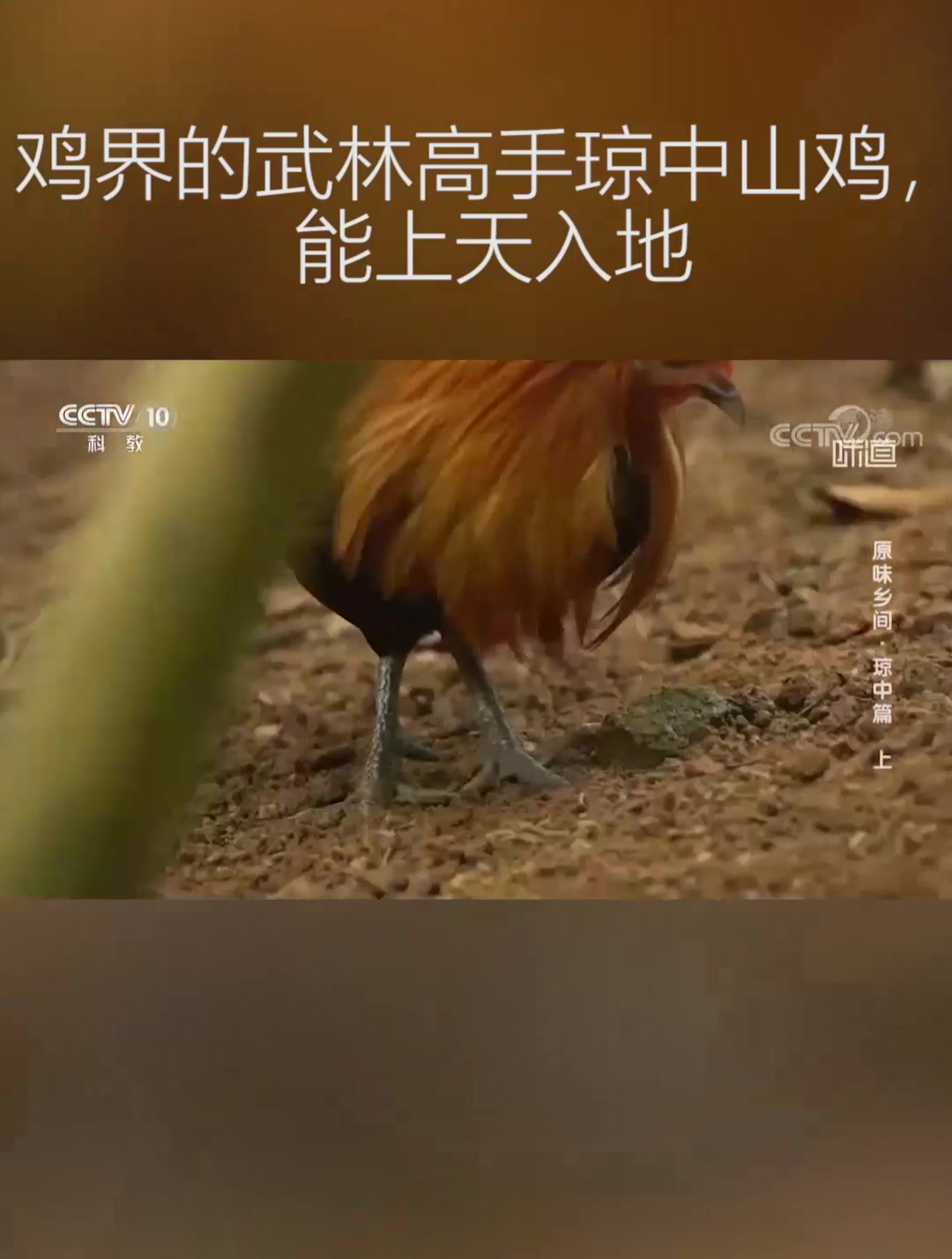 鸡界的武林高手,琼中山鸡能上天入地,蛋黄用手就能捏起来