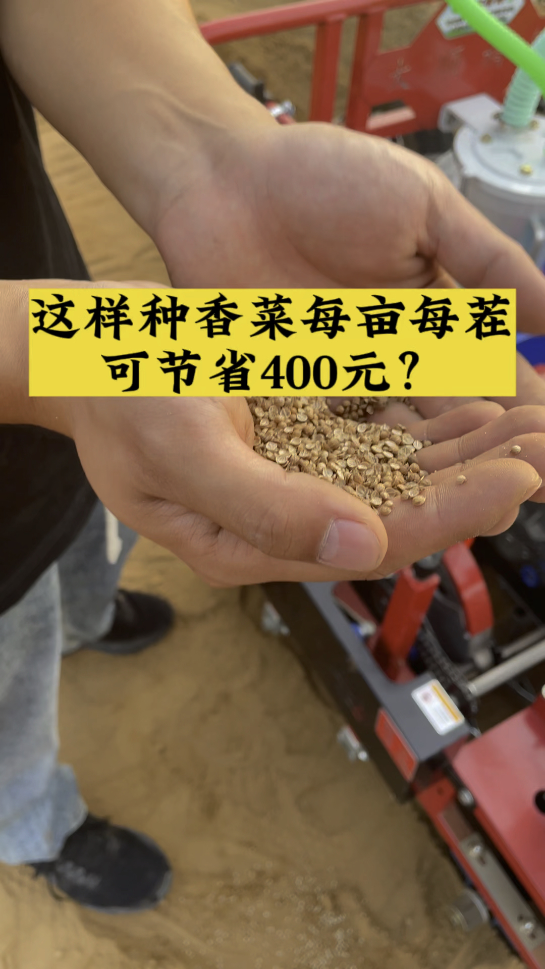 青岛大顺这样种植香菜每亩每茬可节省400元?气吸香菜播种机 气吸蔬菜播种机