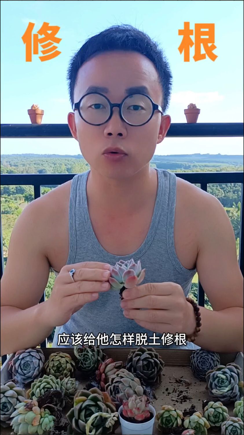 养多肉怎样修根?