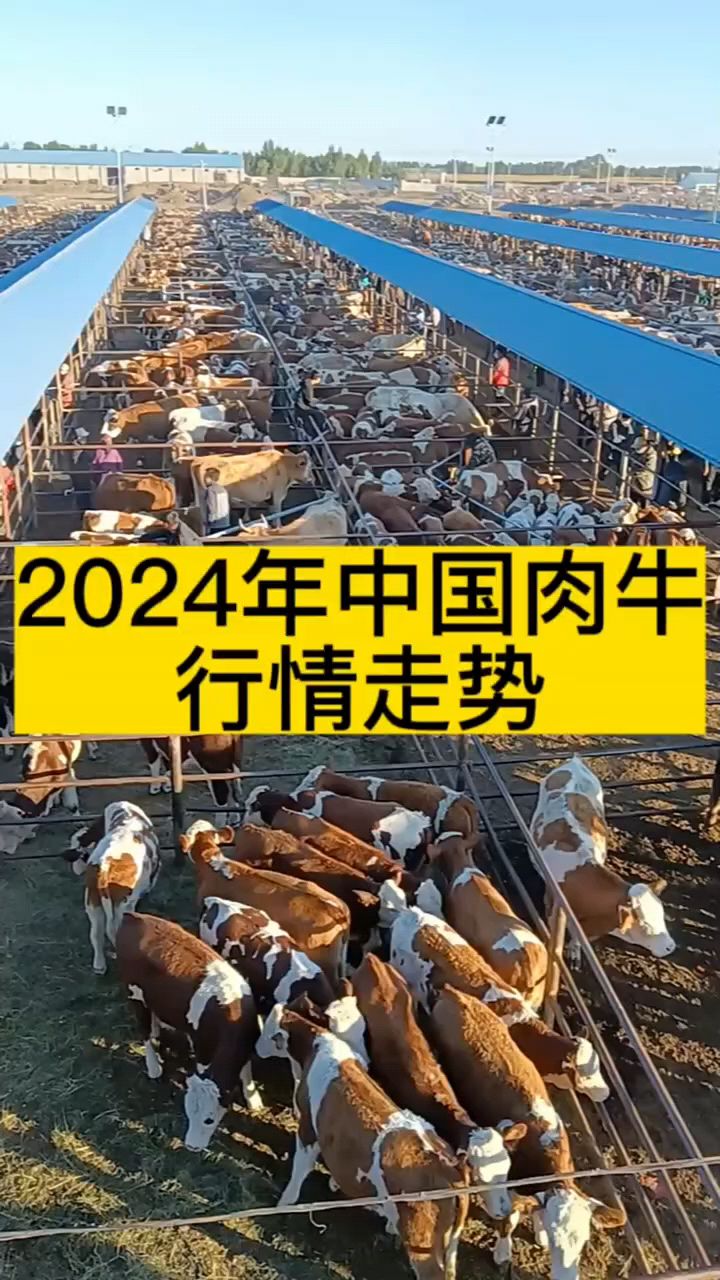 2024年牛肉行情走势