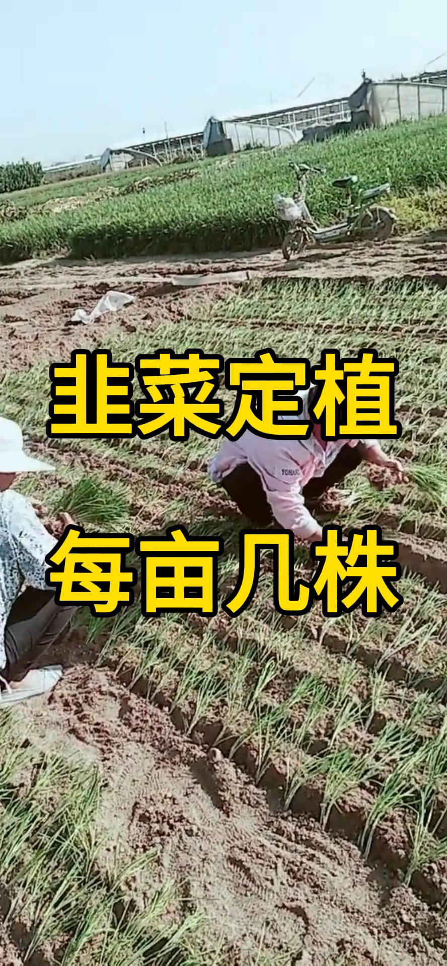韭菜定植每亩几株?