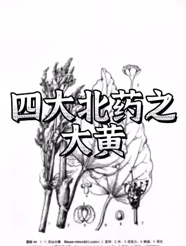 《大黄》科普中草药植物