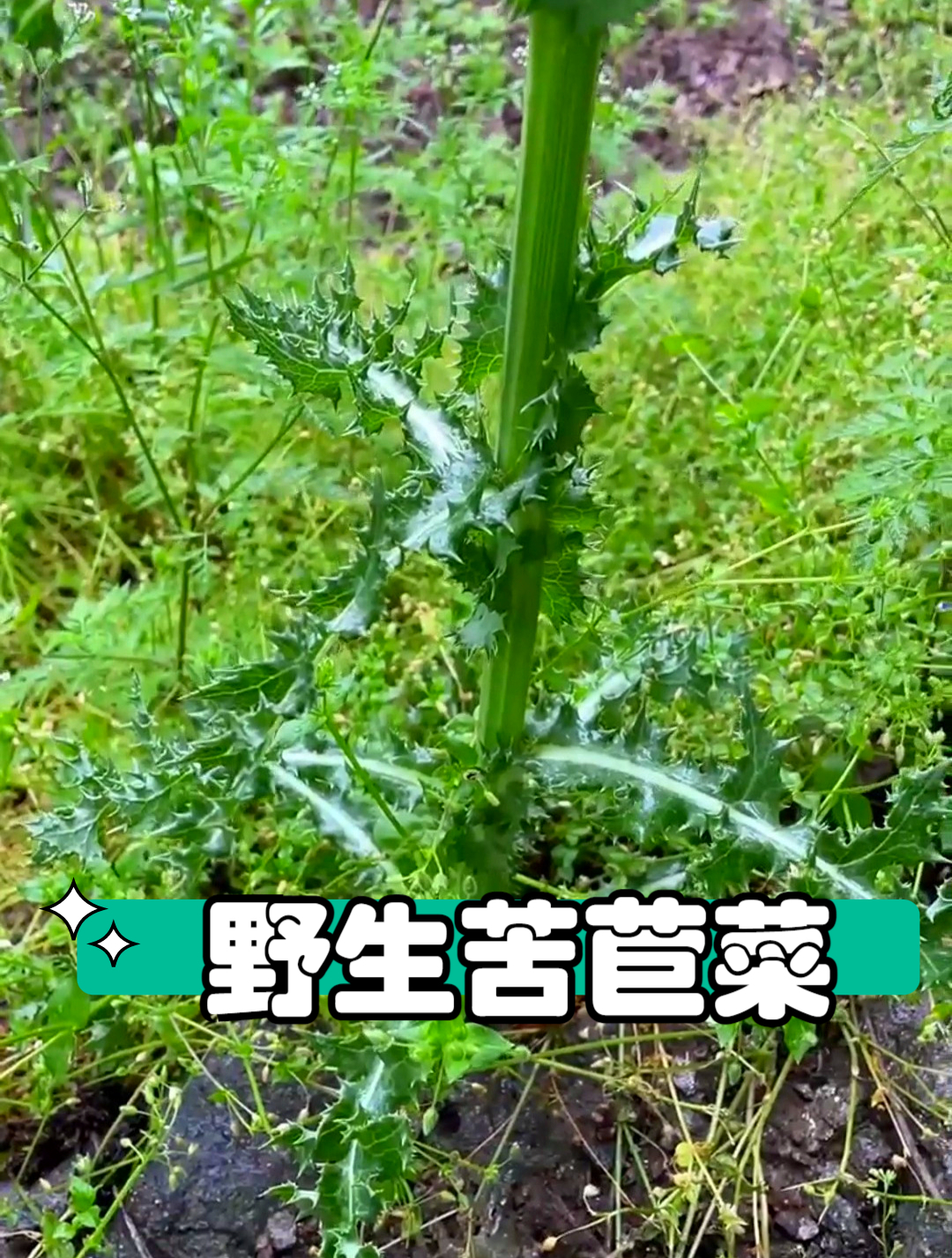 植物科普:俗称苣荬菜,北败酱,很像蒲公英的一种宝藏野菜