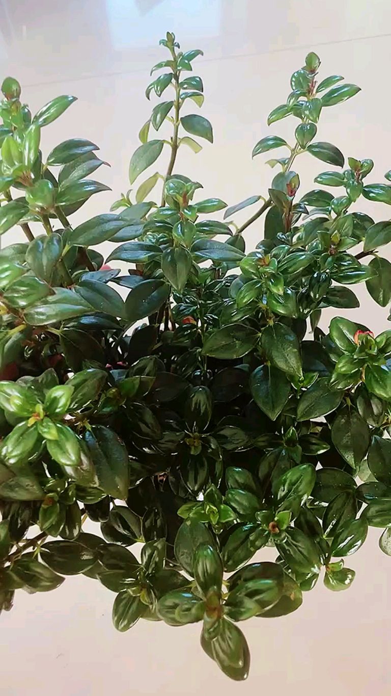 红色金鱼吊兰的花苞成长记,让你感受生命的力量