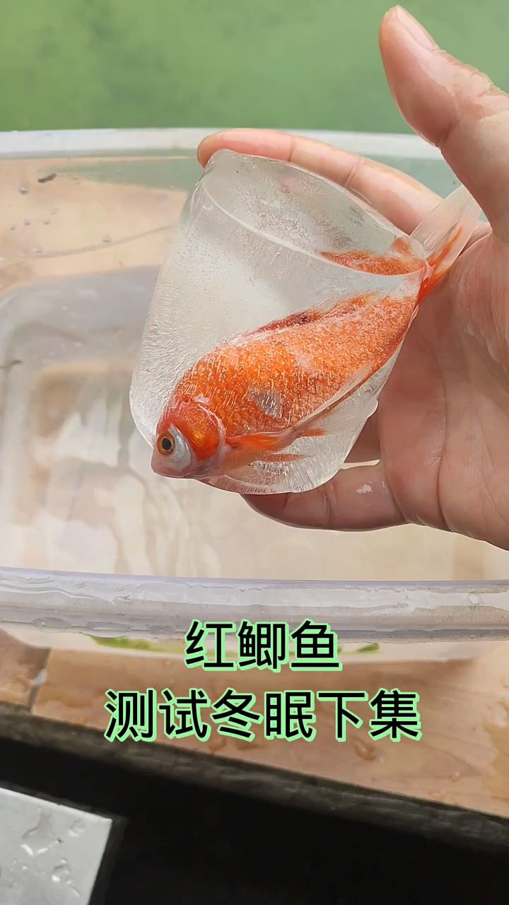 测试红鲫鱼冬眠下集