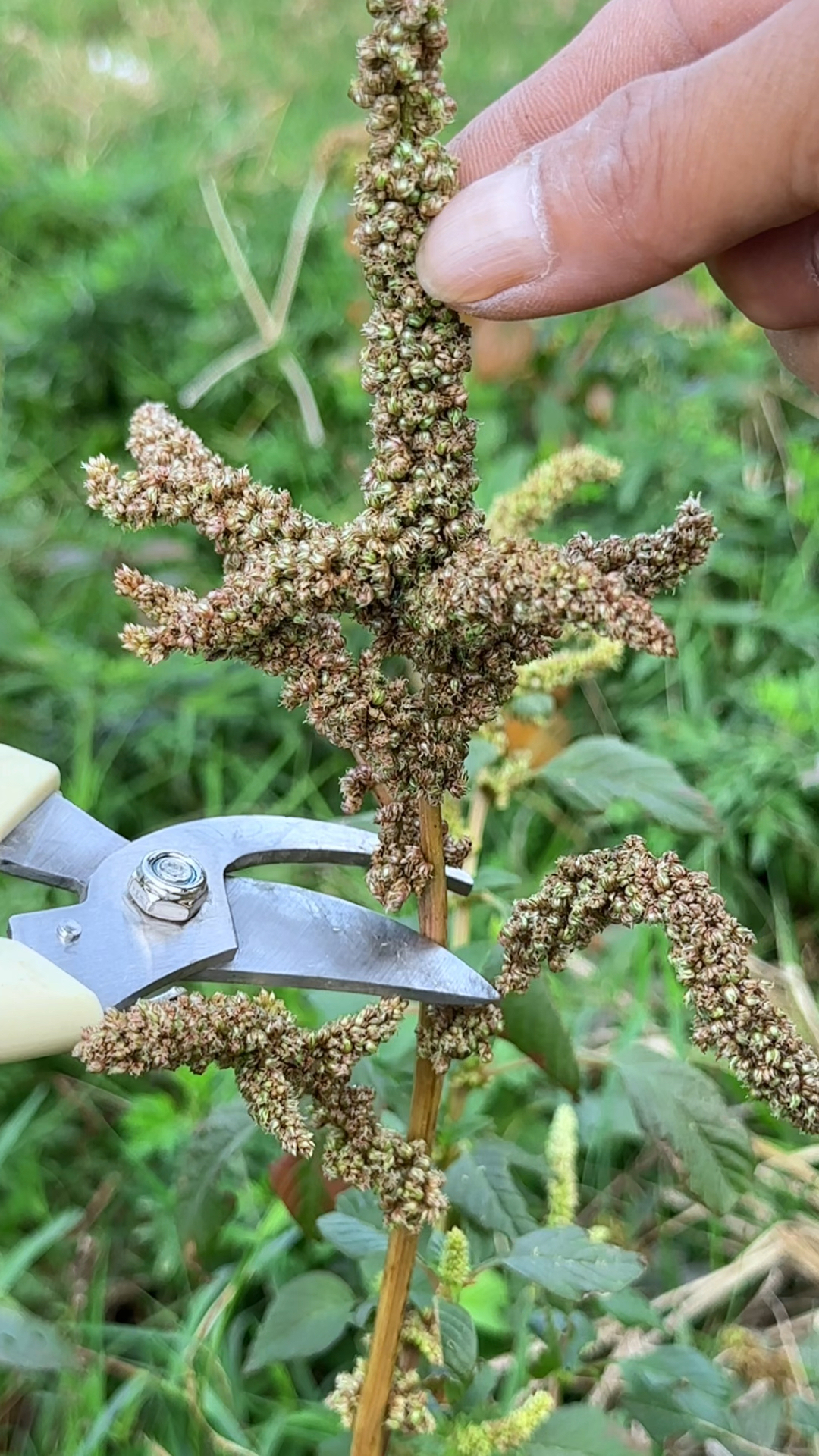 这种植物是野苋菜,农村人收采它的花朵,搓出它的种子,你见过吗