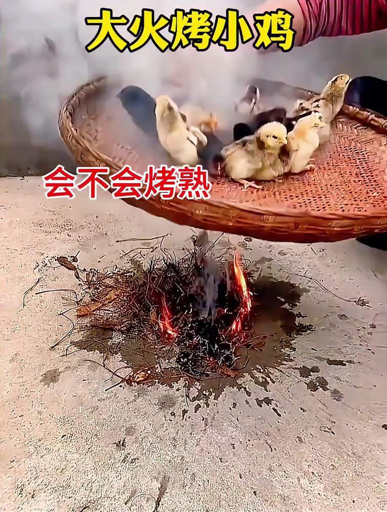大火烤小鸡,会不会烤熟