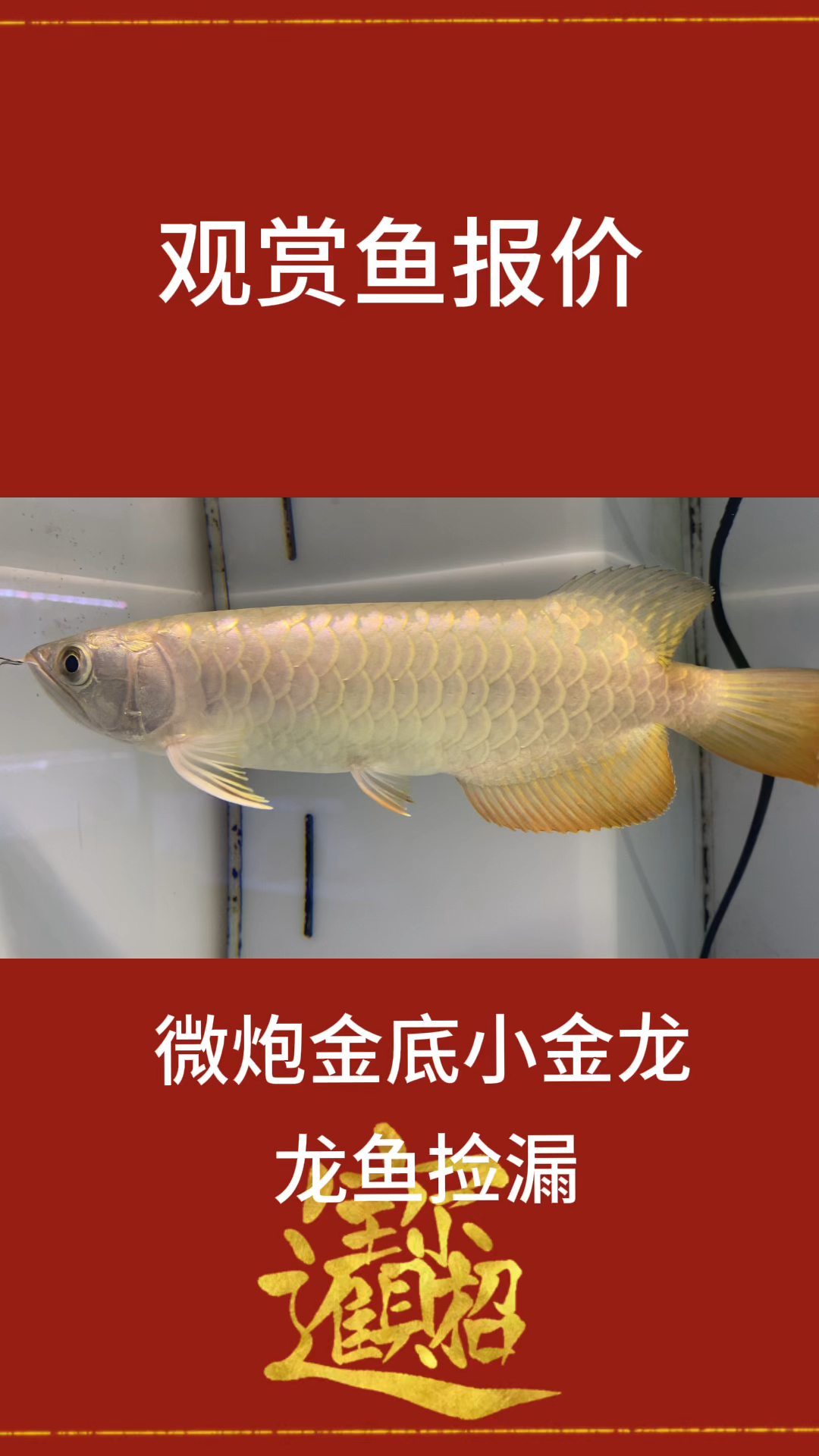 龙鱼金龙鱼报价