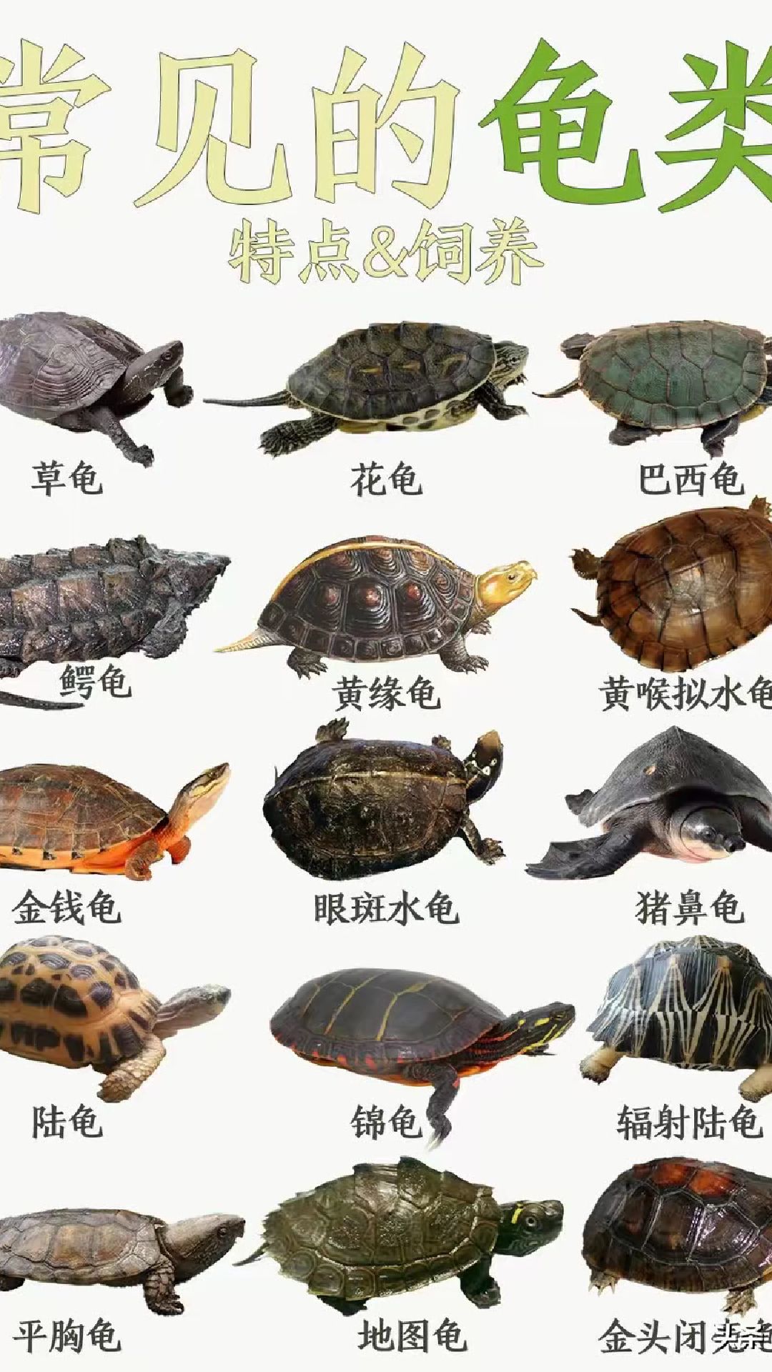 常见的龟类品种