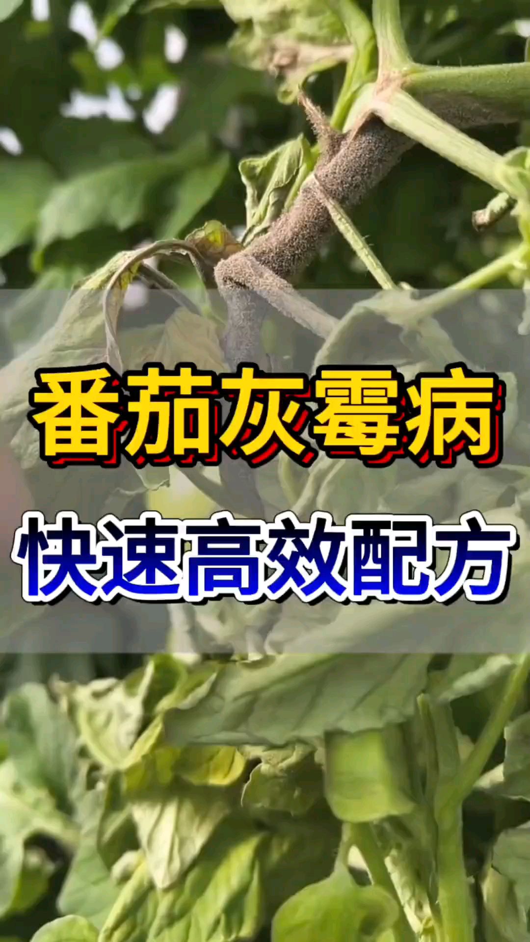 番茄得了灰霉病打什么药效果好?灰霉病黑杆烂杆高效防治配方