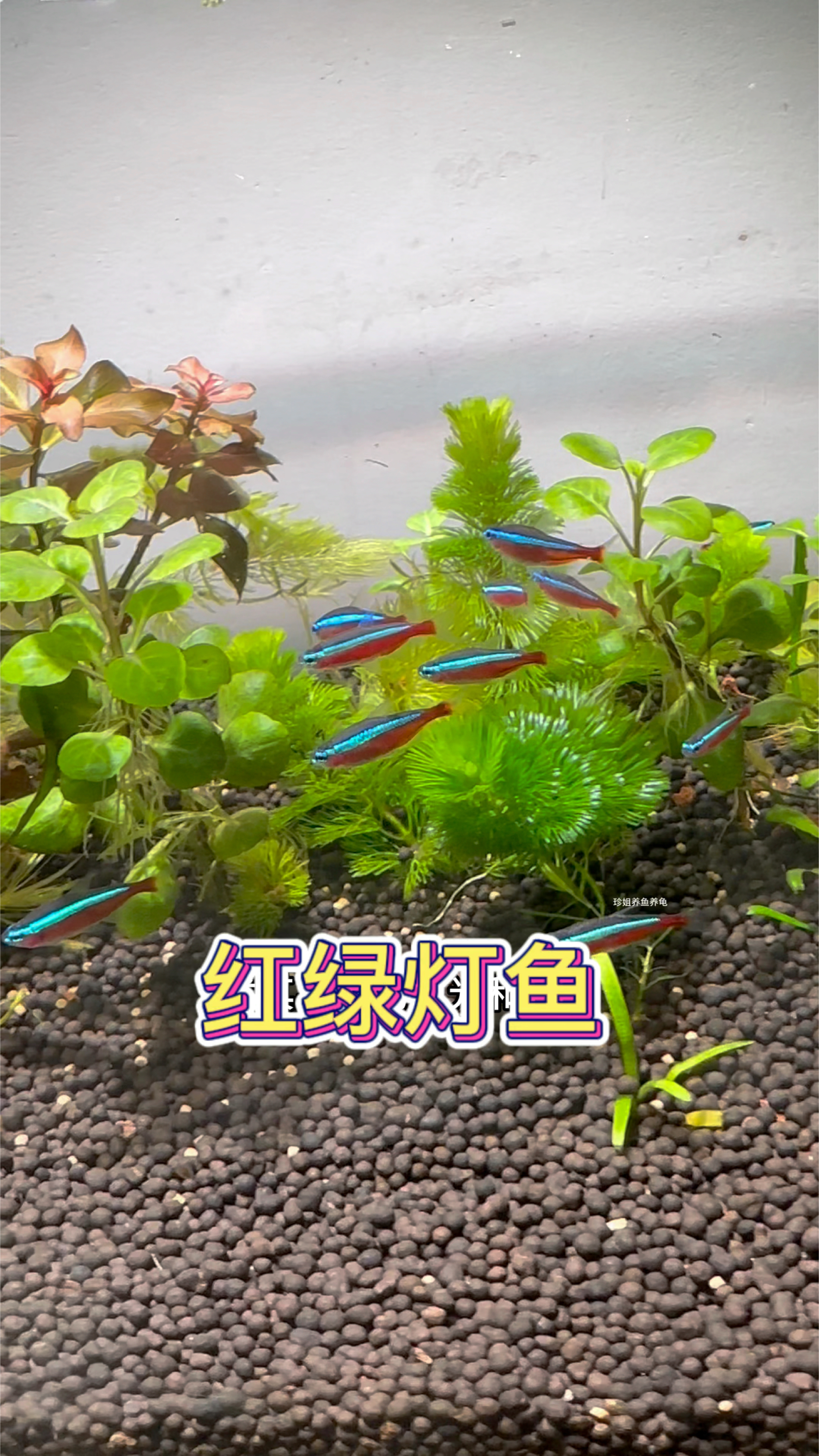 红绿灯鱼属于小型鱼灯科鱼的一种,鱼友们你们喜欢养在鱼缸里吗?