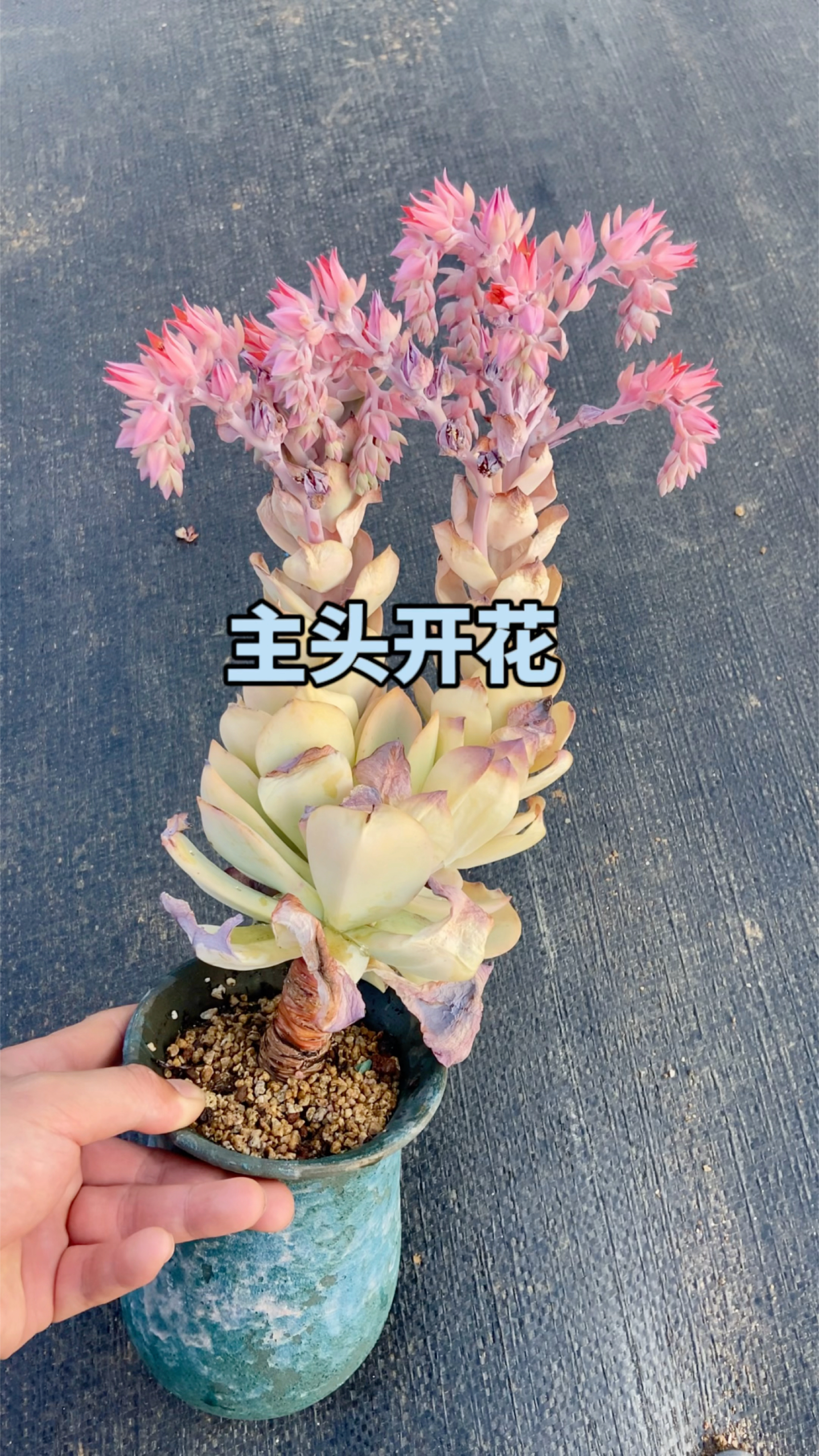 多肉主头开花了怎么办?