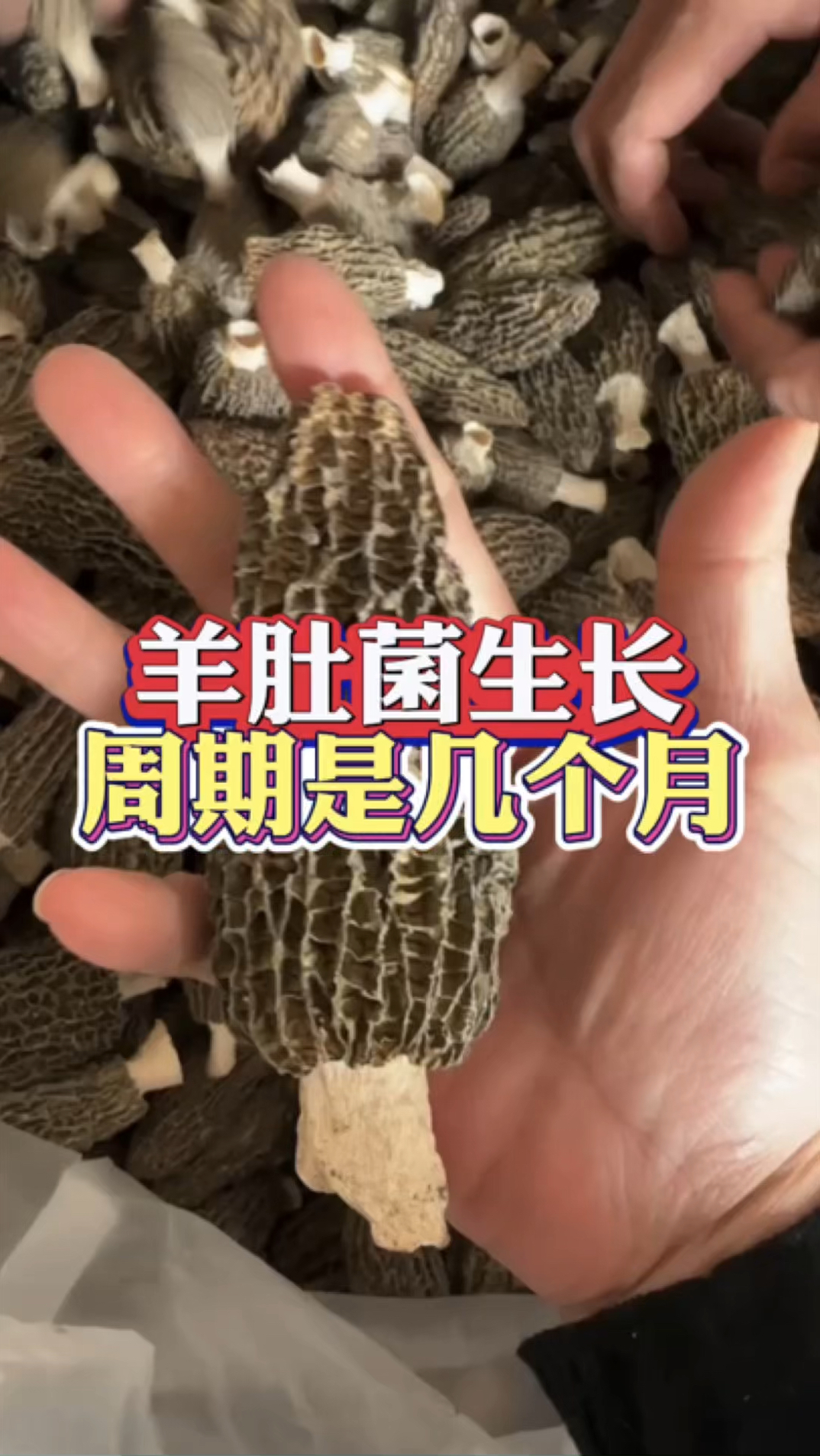羊肚菌生长周期几个月!