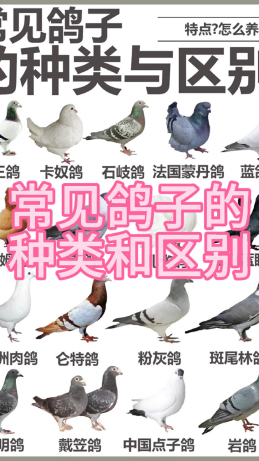 常见鸽子的种类特点区别