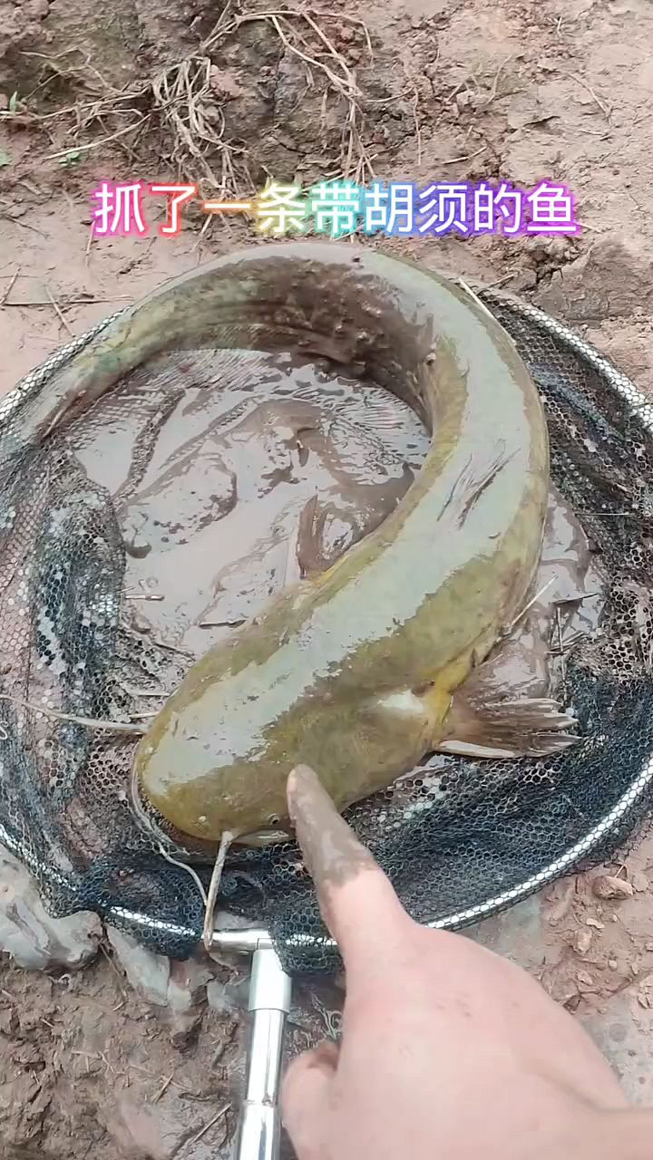 抓了一条带胡须大鱼