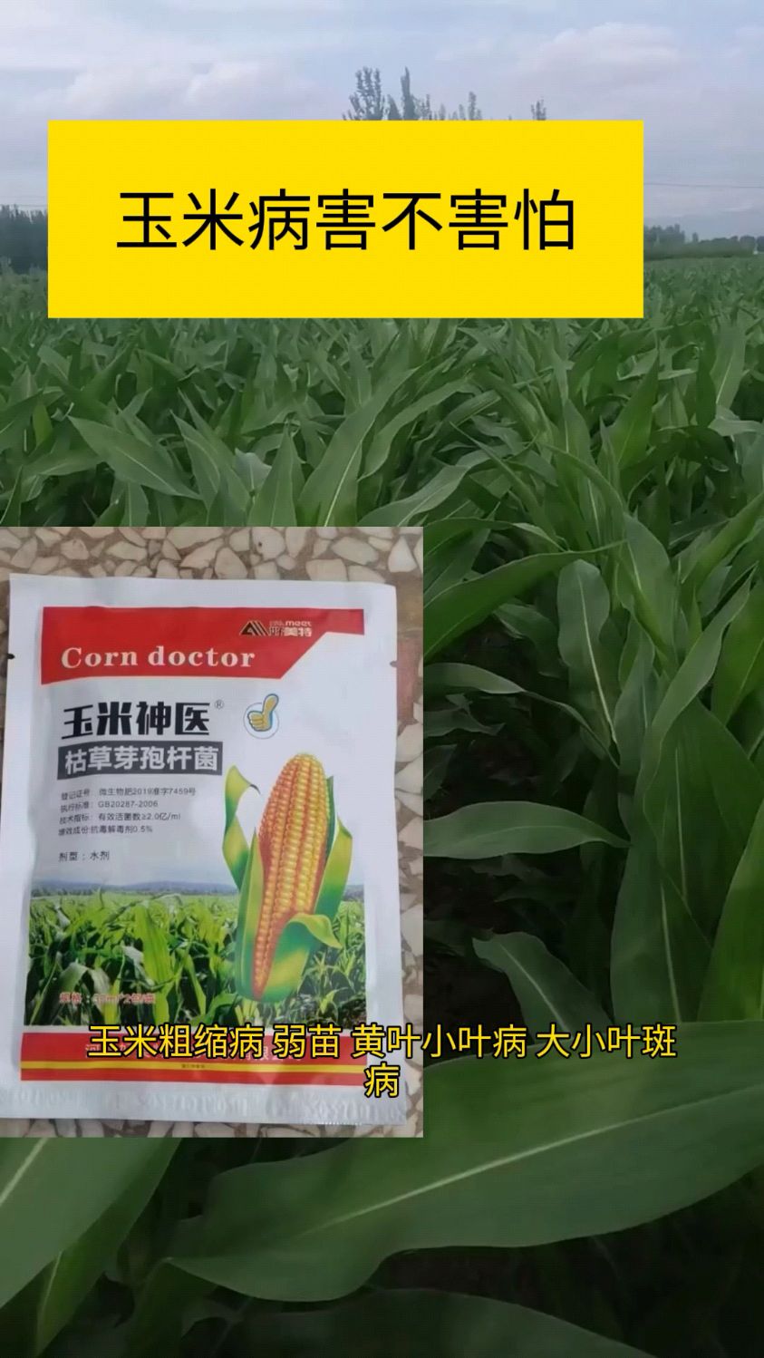 玉米病害 不害怕