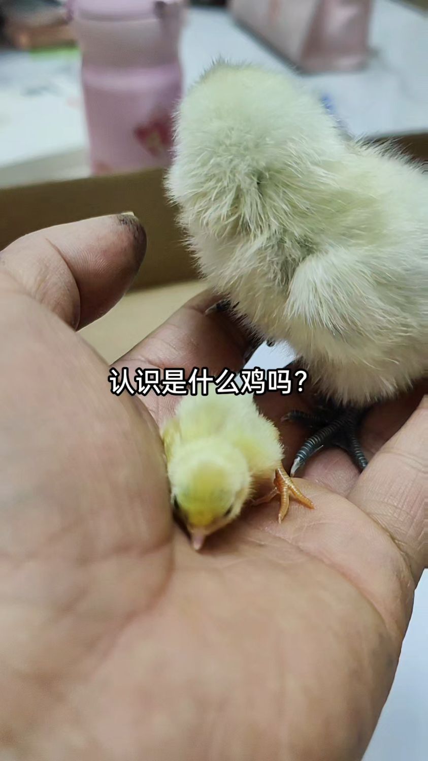 白凤乌骨鸡和芦丁鸡刚出壳,大小不是差一点