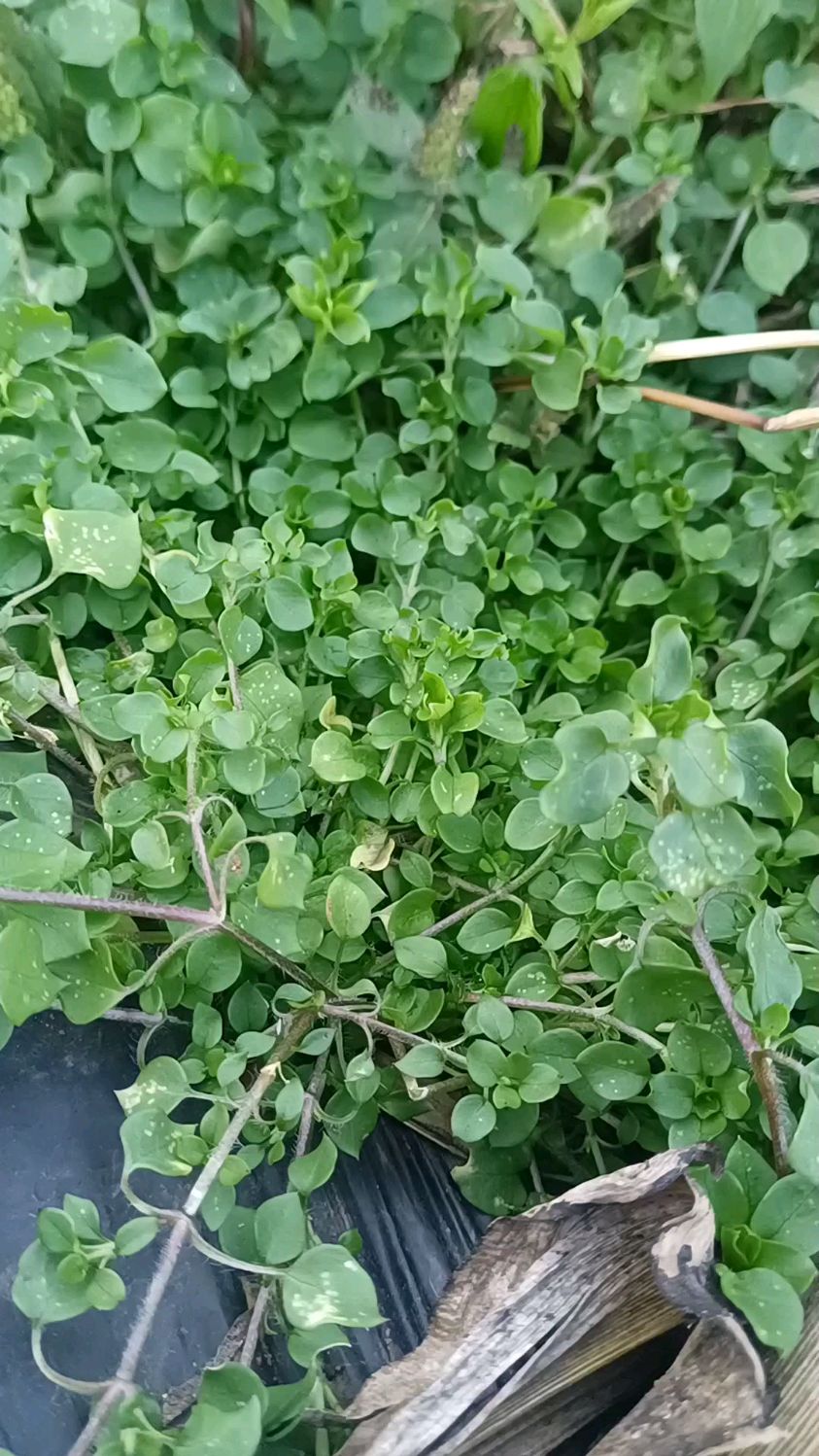 原来鹅肠草有这么多用处