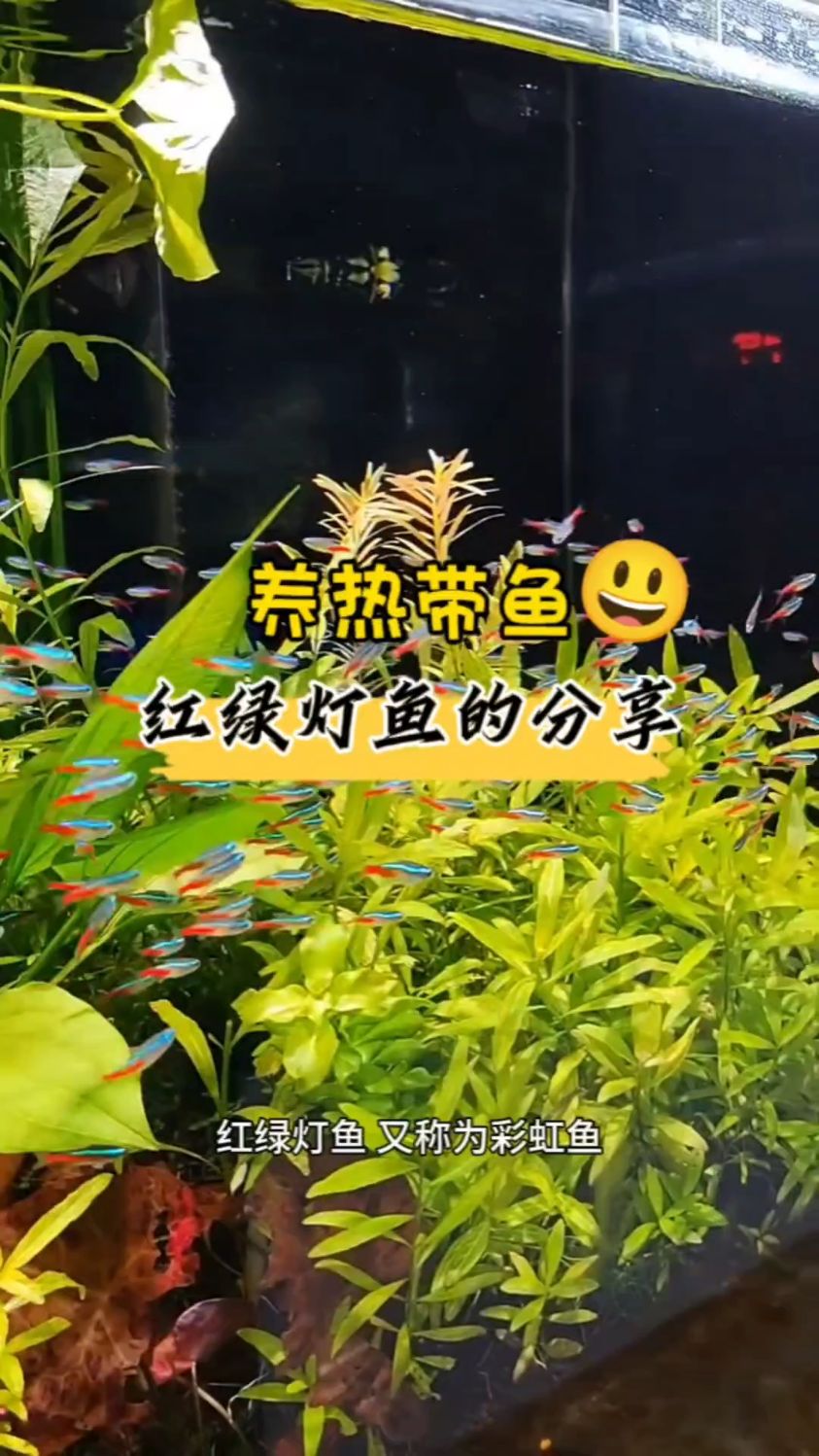 养热带鱼 红绿灯鱼的分享