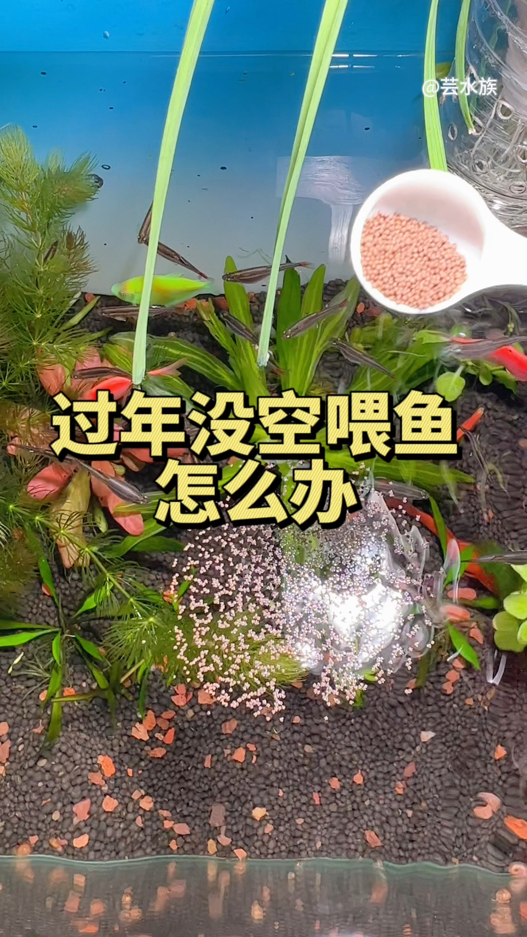 用这个智能自动喂食器,即使离开一个月鱼会自己吃的肥肥的等着你回来。#水族#喂食器