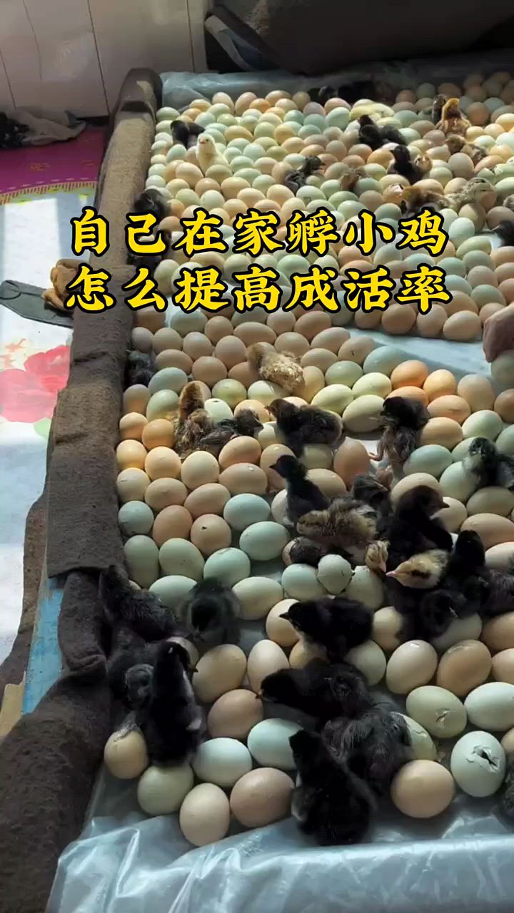自己在家孵小鸡