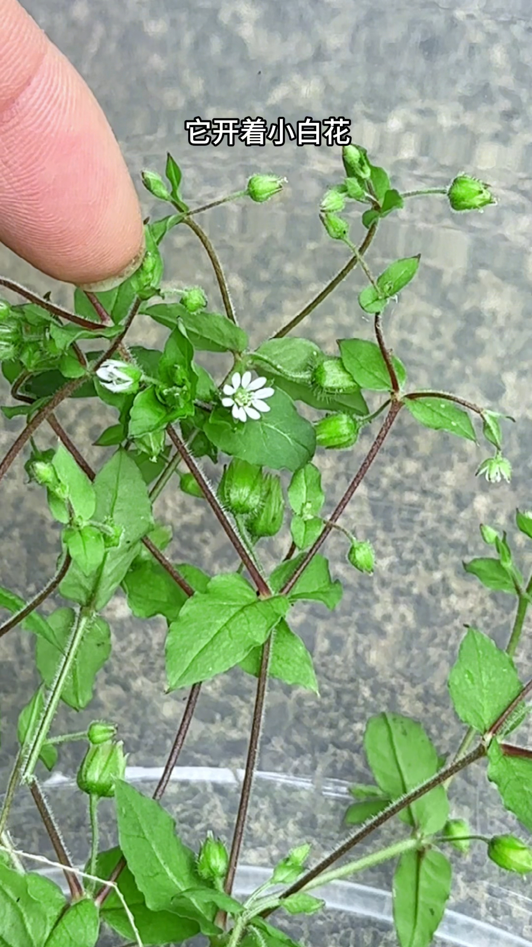 农村人采摘鹅肠菜,你见过吗?开着白花的植物