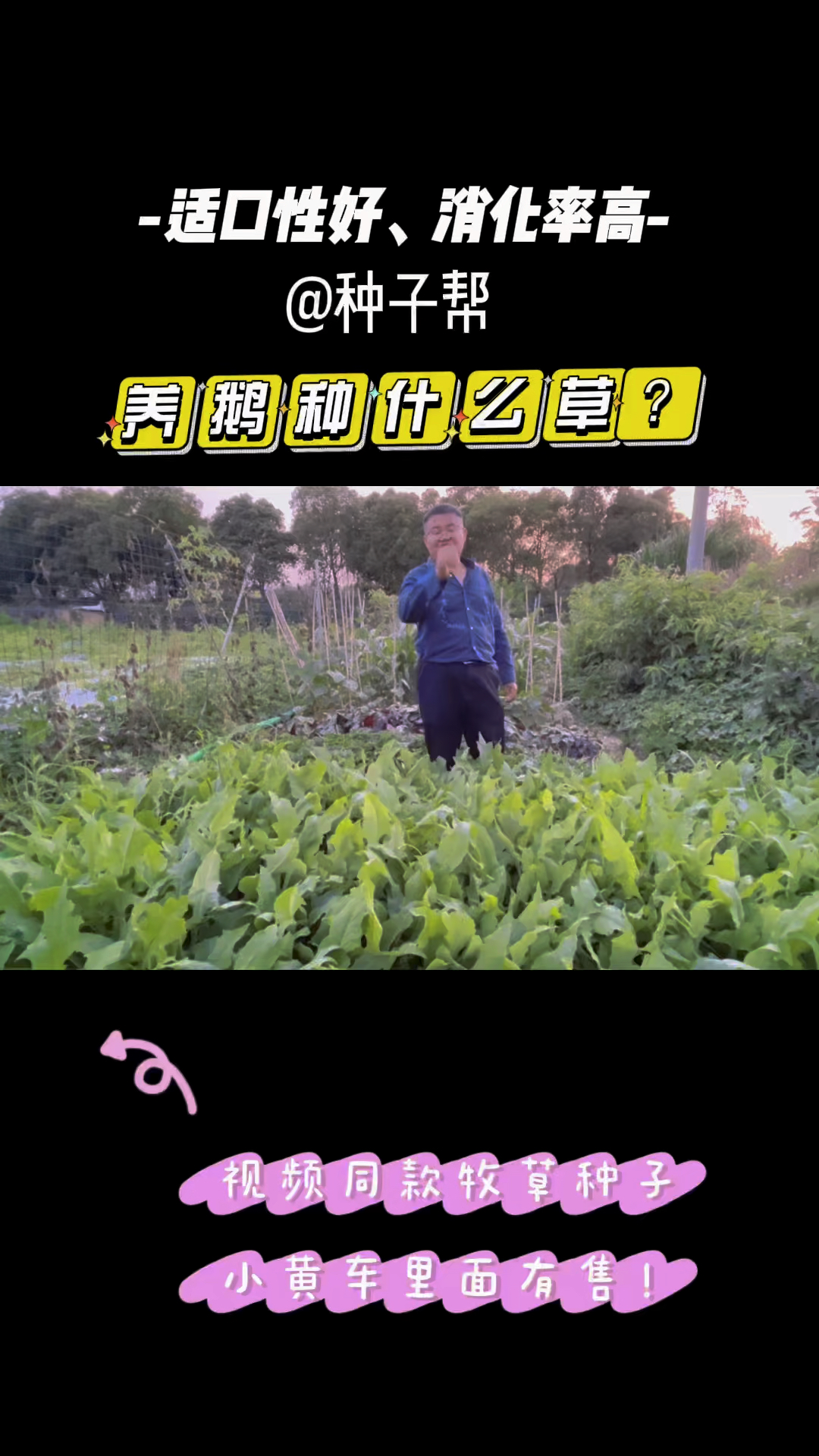 养鹅要种的牧草,苦荬菜适口性好,营养价值高,小鹅苗都爱吃,春季就可以播种