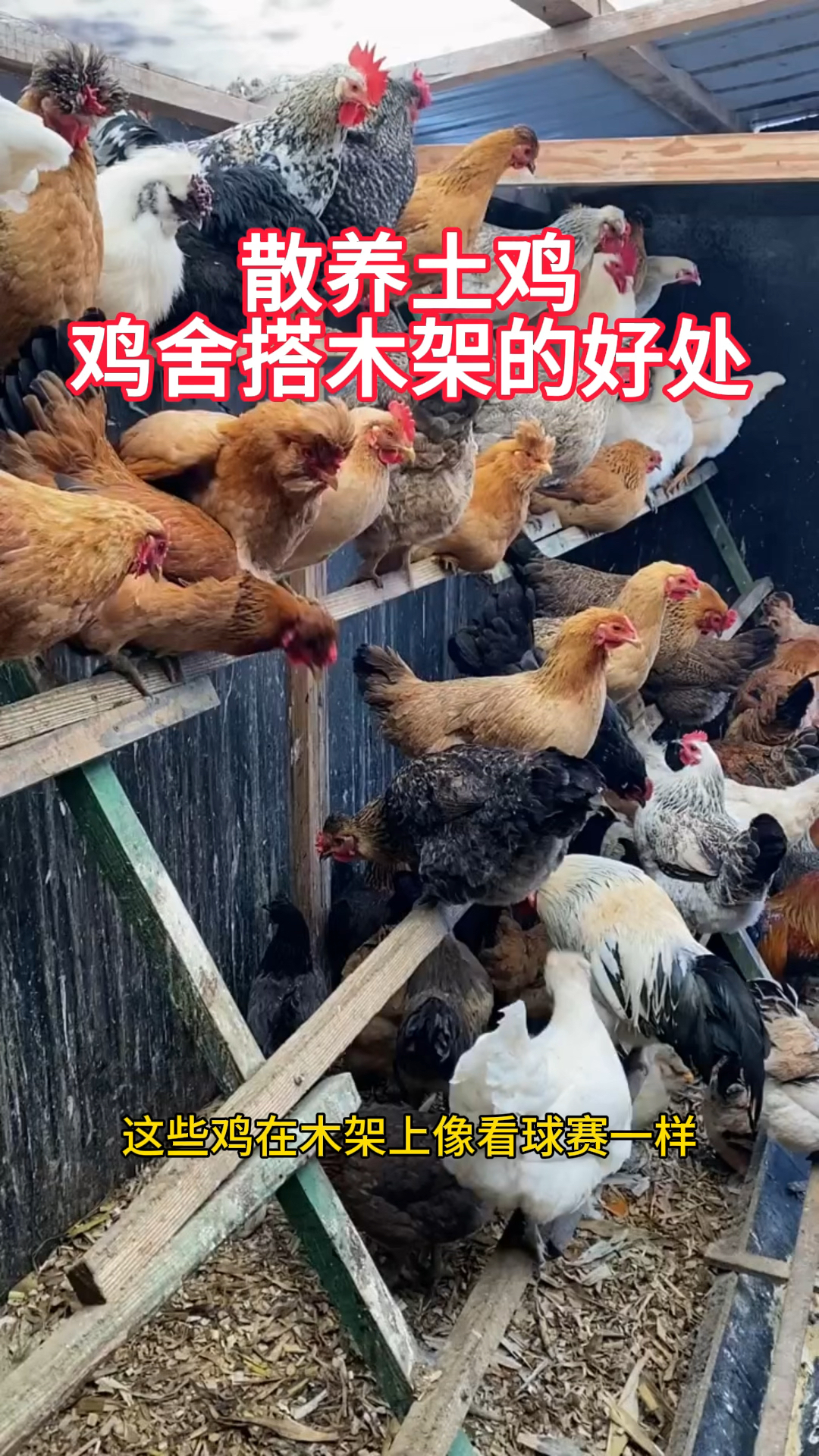散养土鸡鸡舍搭木架的好处