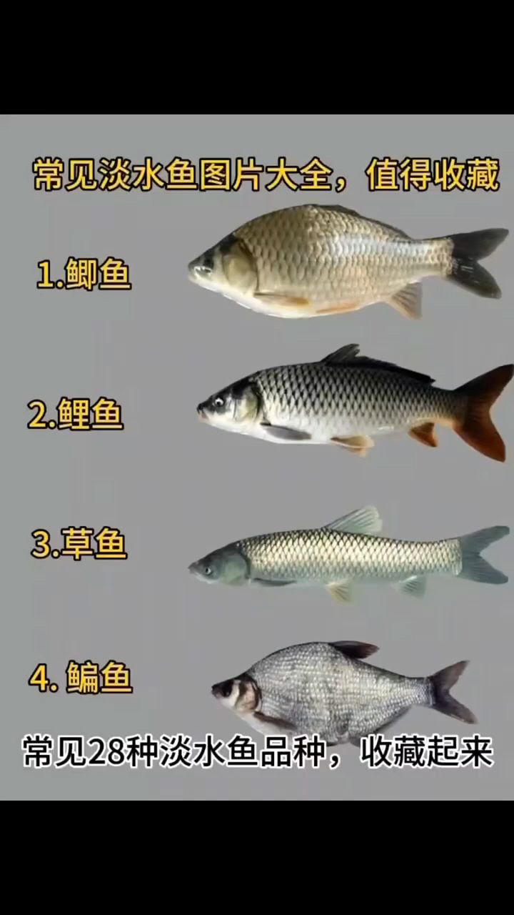 常见淡水鱼图片大全