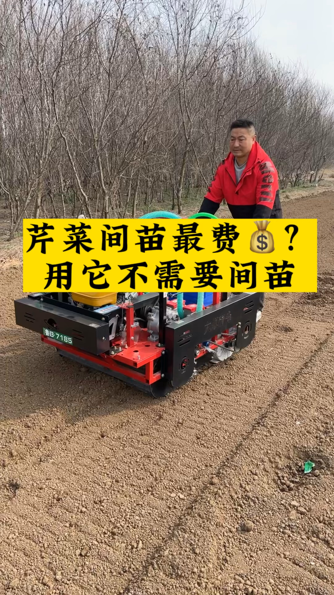 芹菜间苗最费钱?用它不需要间苗