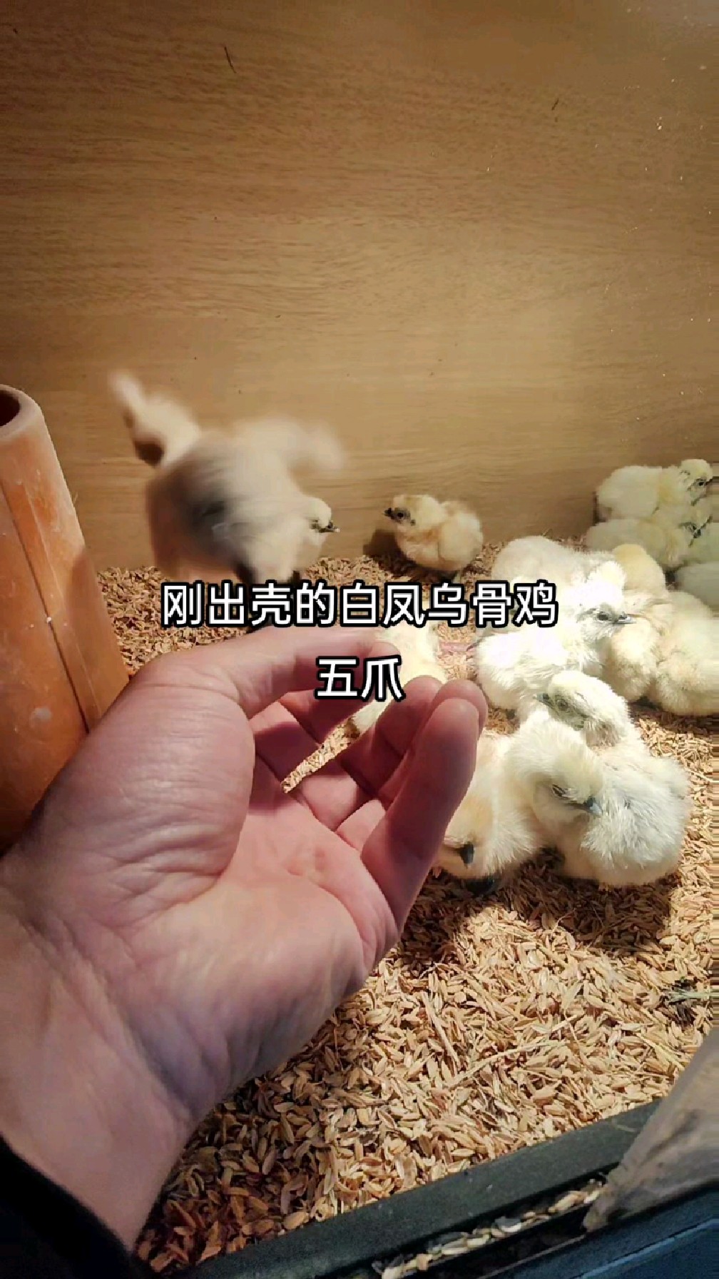 纯种白凤乌骨鸡,孵化出来太多了,有人要么?