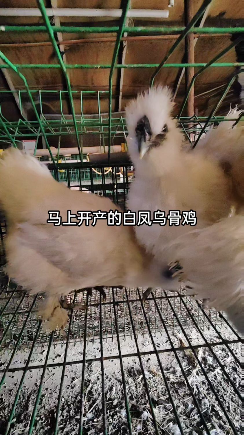 长大后马上开产的白凤乌骨鸡