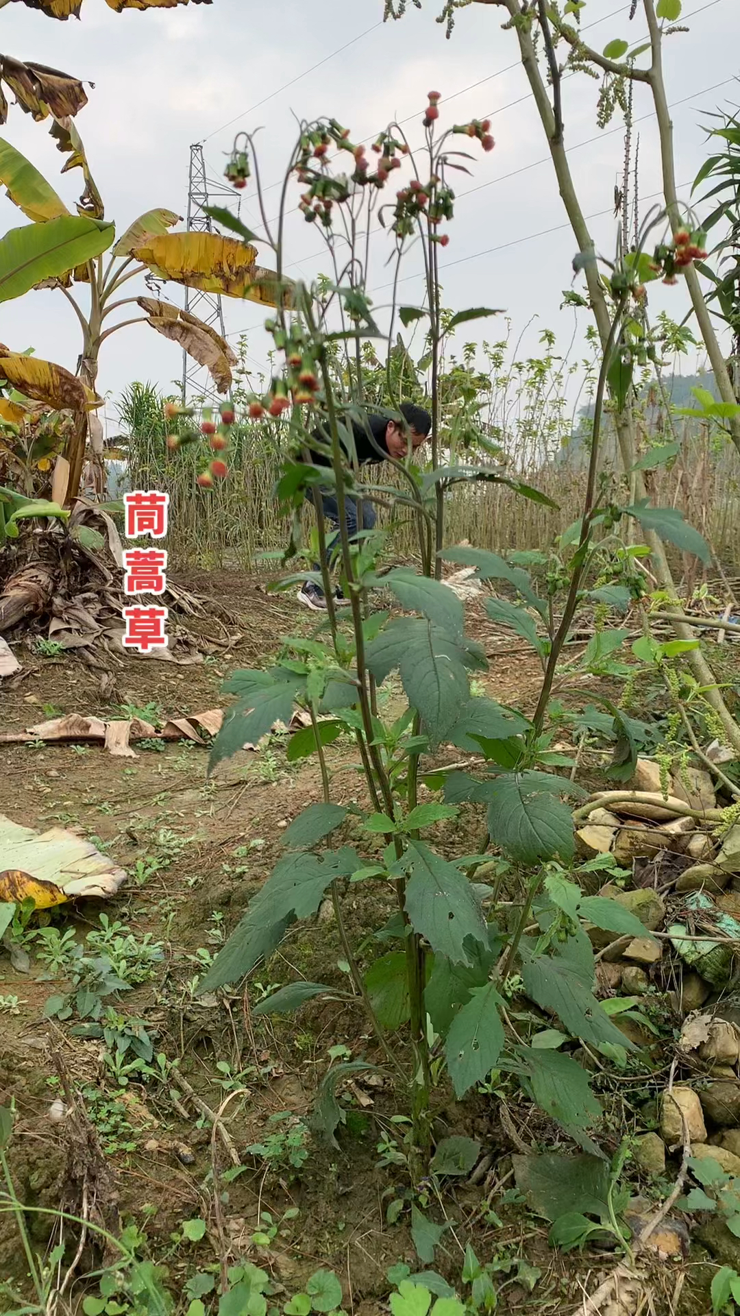 野茼蒿菜农村小伙没有几个不认识