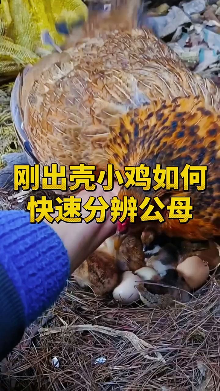 刚出壳的小鸡,怎么辨别公母