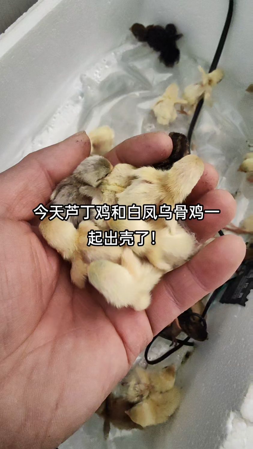 一天之内,芦丁鸡和白凤乌骨鸡一起出壳了,忙不过来
